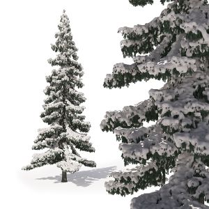 Winter Fir 03