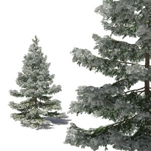 Winter Fir 04