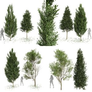 5 Different SETS of Tree. SET VOL94