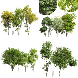 5 Different SETS of Tree. SET VOL95