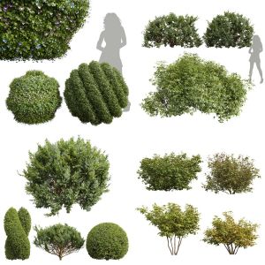 5 Different SETS of Bush. SET VOL96