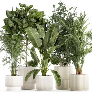 Set of plants In White Pots Palm Ficus Strelitzia