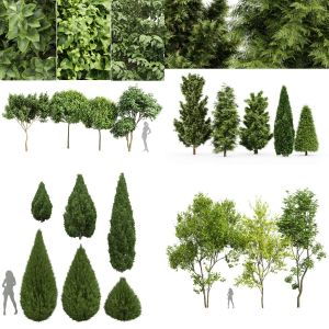 5 Different SETS of Tree. SET VOL97