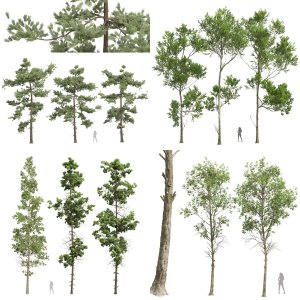 5 Different SETS of Tree. SET VOL98