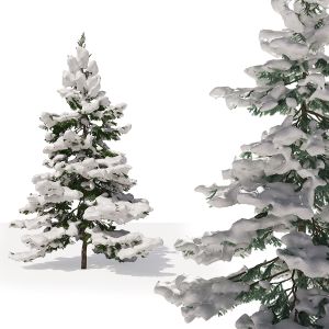 Winter Fir 05