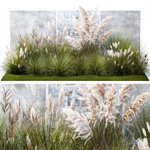 Garden Feather Grass Grass White Pampas Reed Grass