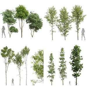 10 Different SETS of TREE. SET VOL101