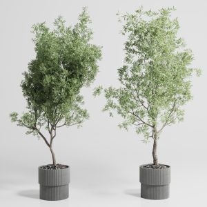 Indoor Plant Set 422 Tree Olive In Concrete Dirty