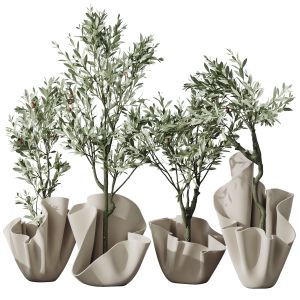 Hq Plants Mission Olive Tree Indoor Vase Set002