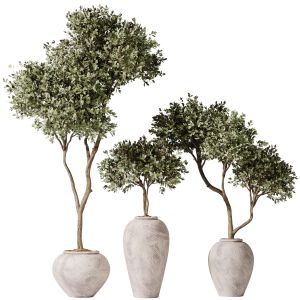 Plants Mission Olive Tree Indoor Vase Set006