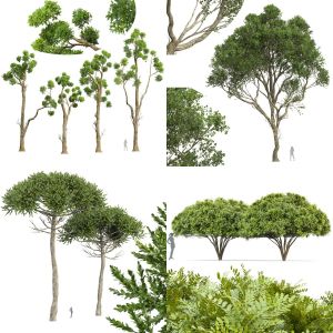 10 Different SETS of TREE. SET VOL102