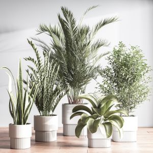 Indoorsetplant048