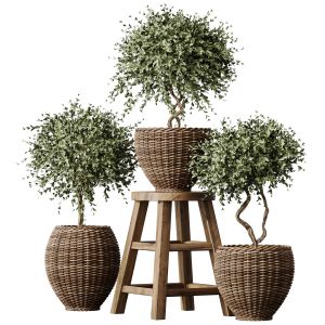 Plants Mission Olive Tree Indoor Vase Set004