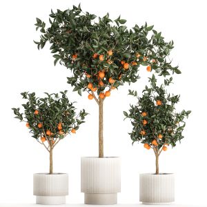 Set Of Small Beautiful Orange Trees In White Pots