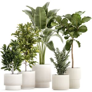 Set Of Strelitzia Croton Ficus Plants In White Pot