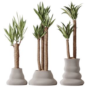 Plants Yucca Elephantipes Gigantea Vase Set02