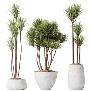 Plants Yucca Elephantipes Gigantea Vase Set03