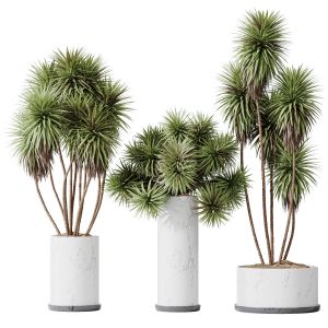 Plants Yucca Elephantipes Gigantea Vase Set04