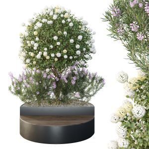 Hq Tree And Bush Garden Box Outdoor  Vol 20