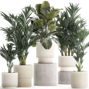 Set Of Small Howea Palms In White Pots