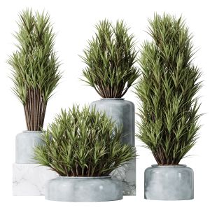 Plants Yucca Elephantipes Gigantea Vase Set05