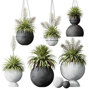 Plants Yucca Elephantipes Rupicola Vase Set01