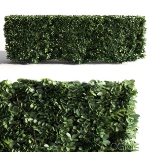 Buxus Microphylla - 3 Modular Pieces