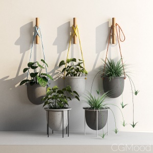 Plant set