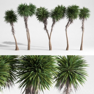 Cabbage Tree - Cordyline Australis - Large02