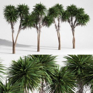 Cabbage Tree - Cordyline Australis - Large