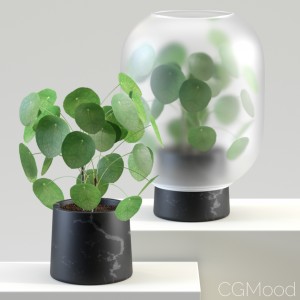 Nebl | Chinese Golden Tree | Pilea Peperomioides