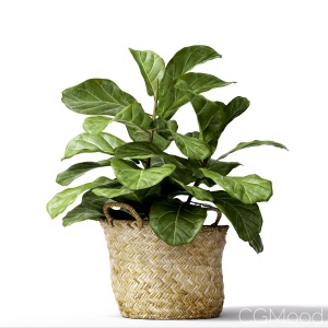 Ficus Lyrata Min