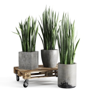 Sansevieria