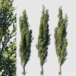 Poplar Pyramidal