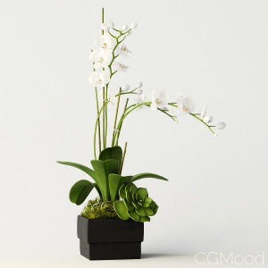 Orchid 3