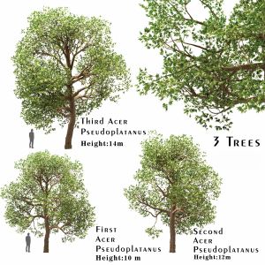 Set Of Acer Pseudoplatanus (Sycamore Maple) Trees