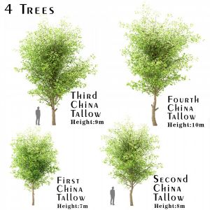 Set Of China Tallow ( Triadica Sebifera ) Trees