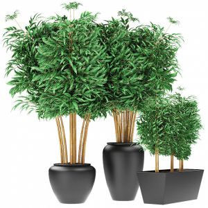 Bamboo Plants Exotic Plant