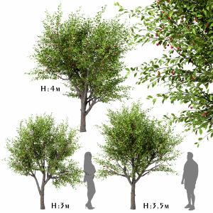 Set Of Sour Cherry Trees ( Prunus Cerasus )