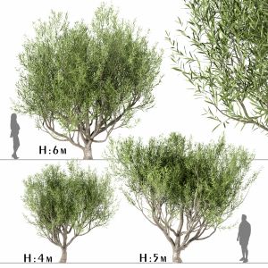 Set Of Olive Trees (olea Europaea) (3 Trees)