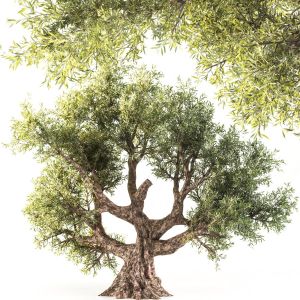 Olive Tree