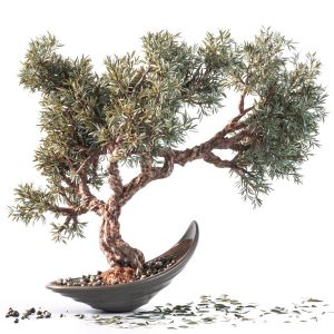 Household Olive Plant