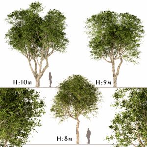 Set Of Broad Leaved Paperbark Trees ( 3 Trees )