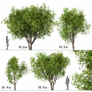 Set Of Acer Ginnala Trees (amur Maple) (4 Trees)