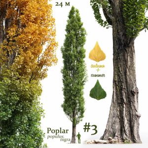 Poplar Populus Nigra #3