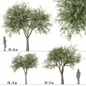 Set Of Olive Trees (olea Europaea) (3 Trees)