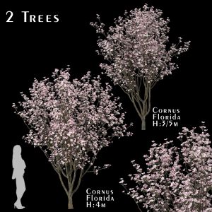 Set Of Cornus Florida Trees (flowering Dogwood) (2