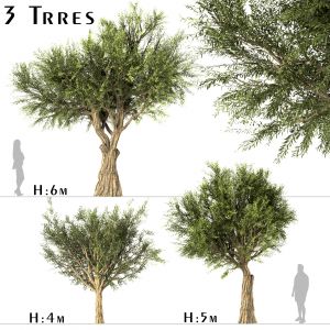 Set Of Olive Trees (olea Europaea) (3 Trees)