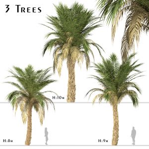 Set Of Silver Date Palm Trees (Phoenix Sylvestris)