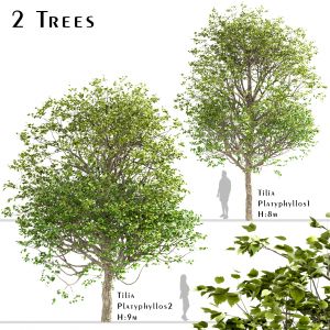 Set Of Tilia Platyphyllos Trees ( Linden Tree)